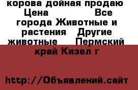 корова дойная продаю › Цена ­ 100 000 - Все города Животные и растения » Другие животные   . Пермский край,Кизел г.